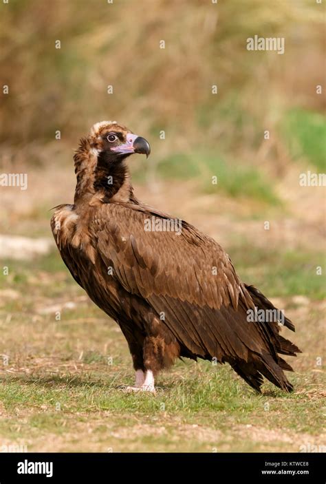 The majestic wild black vulture in its habitat Stock Photo - Alamy