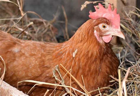 The Cornish Chicken Breed Profile – All You Need To Know - The Happy ...