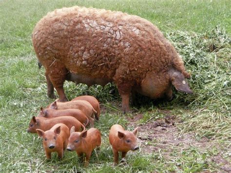 Mangalitsa hog -Мангалица | Mangalitsa pig, Pet pigs, Cute animals