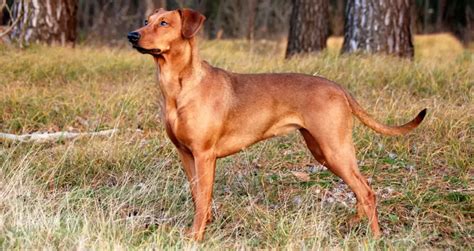 German Pinscher: An Ultimate Guide to a Loyal and Intelligent Breed