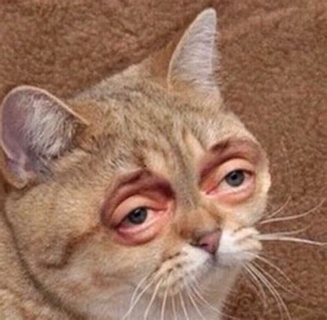 Создать мем "котик, смешные котики 9, всратые коты" - Картинки - Meme ...