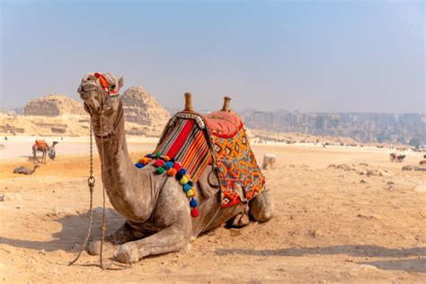 cultural immersion unlocking  richness  travel  local experiences eat sleep love