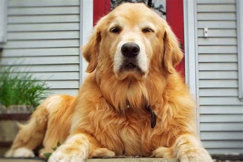 Is A Golden Retriever A Large Breed Dog