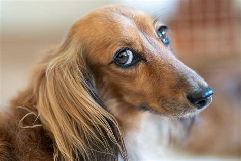 LowRider Dachshund Rescue