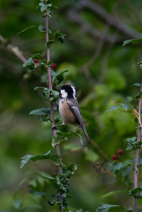 Big+Tit+Redheads+In+Bikinis Photos, Download The BEST Free Big+Tit