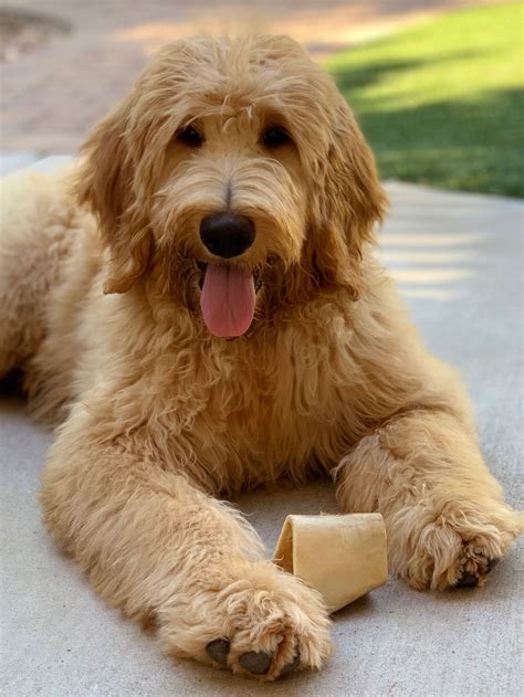 doodle dog breeds tindog vrogueco