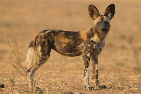 What Will Happen If African Wild Dogs Go Extinct