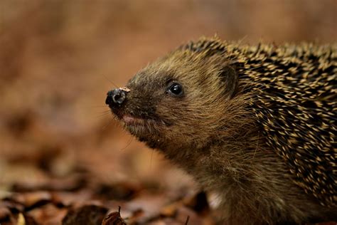 Igel (Forum für Naturfotografen)