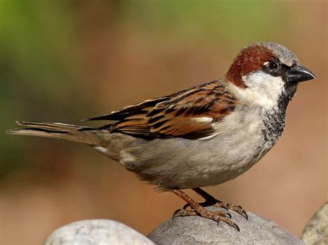 passer domesticus moulinroues
