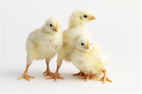 Charley's Chicks