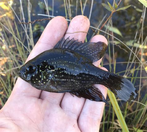 First ever Bluespotted Sunfish from a heavily vegetated blackwater