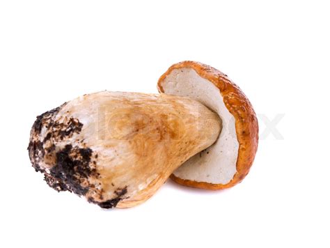 cep isolated | Stock image | Colourbox