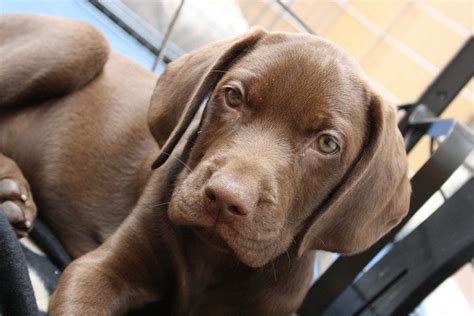 Weimaraner Lab Mix Your Guide To The Labmaraner Cross Breed