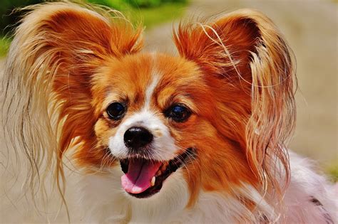 Cachorro Chihuahua Bonitinho Cão - Foto gratuita no Pixabay - Pixabay