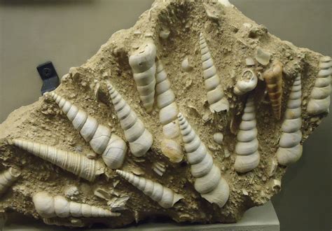 Fossils of early shelled creatures image - Free stock photo - Public ...