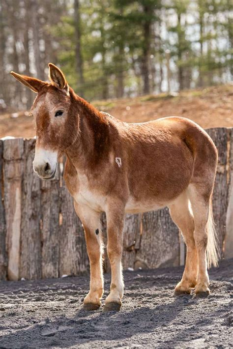 extremely kind   ideal family mount  yr  sorrel molly mule