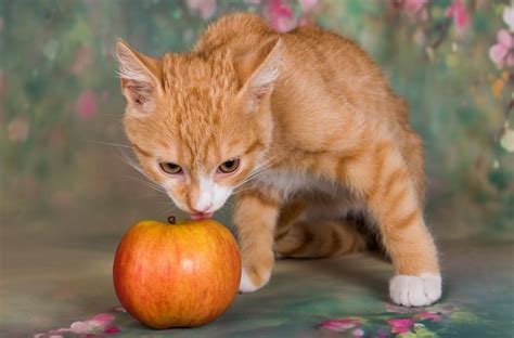 cat apple pictures