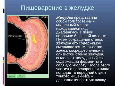 Презентация "Пищеварительная система человека" - скачать бесплатно