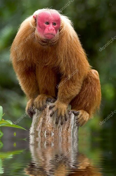Red Uakari monkey Stock Photo by ©luislouro 23499929
