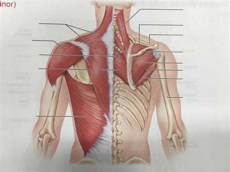 posterior muscles  neck shoulder  thorax diagram quizlet