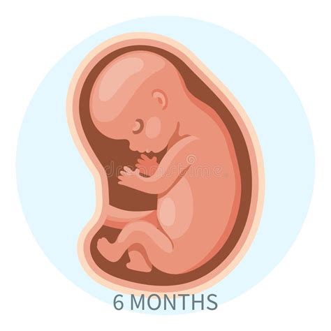 embryo   womb sixth month development  growth   fetus