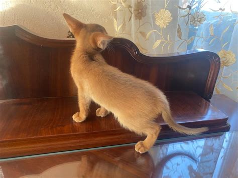 Abyssinian kitty sorrel color | Cattery SINDYCAT
