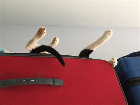 138 best Dors Feline images on Pholder | Lifelinemains, Aww and