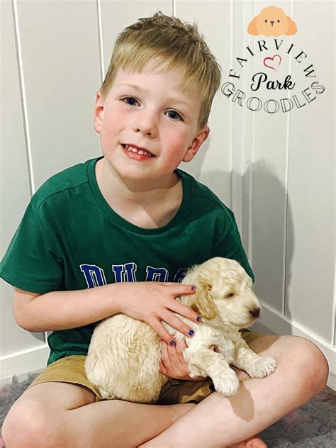 Our Breeding Philosophy - Fairview Park Groodles