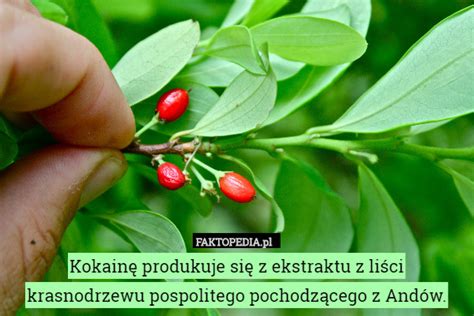 Kokainę produkuje się z ekstraktu z liści krasnodrzewu pospolitego ...