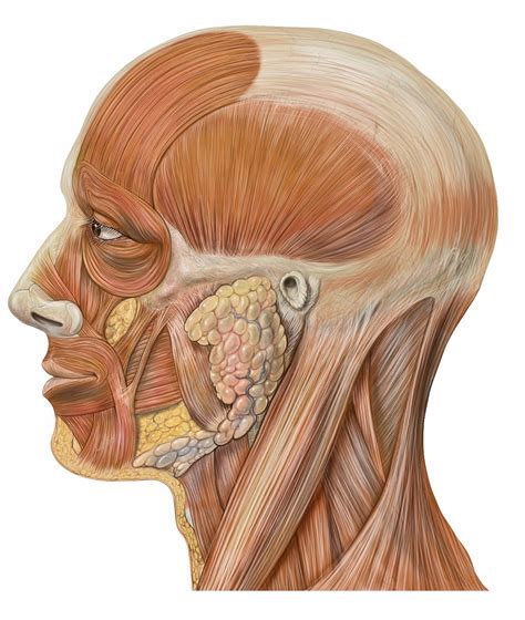 Muscles of the face, Head anatomy, Muscle anatomy
