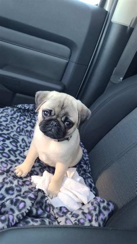 overview for ahjaponesa