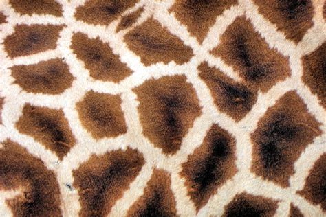 pattern   giraffe pattern tips archive