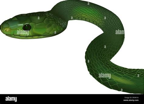 Green mamba Stock Vector Images - Alamy