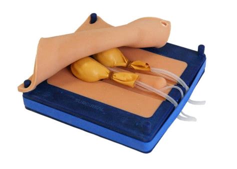 Canine Neuter Simulator | Surgical Canine Castration Trainer | AnatomyStuff