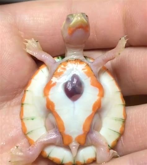 Baby Albino Turtle Born With Exposed Heart