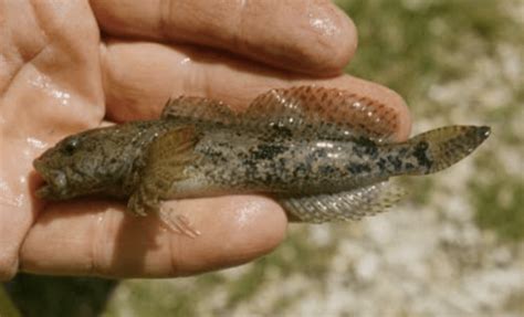 fishin  sculpin anglers covey