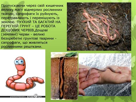 Професія дощового черв'яка - презентация онлайн