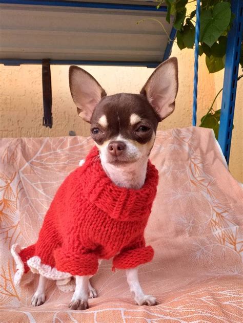 Cute Chihuahua Dog in Red Sweater