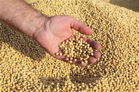 Продам Сою, купить сою, Благовещенск — ZernoRU.com