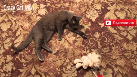 Кошка играет с игрушкой | Crazy cats, Cute animals, Cats