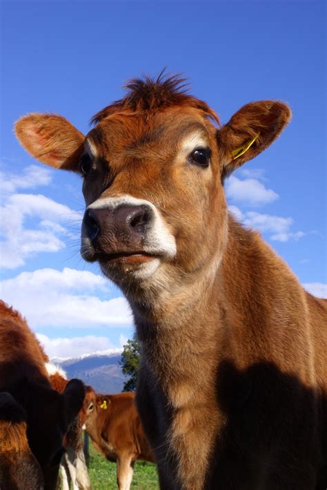 mini jersey cattle 10