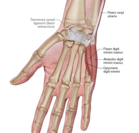 muscles   thumb anatomy muscles   hand thenar group