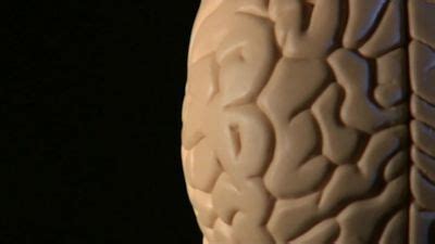 human intelligence development cognitive genetics britannica