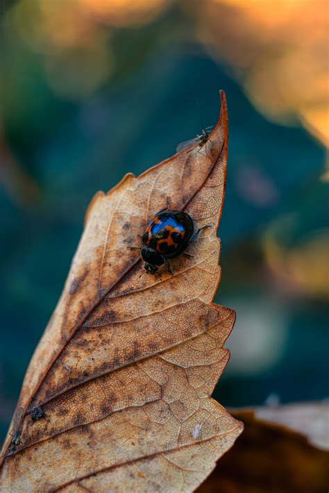 A bug sitting on top of a leaf photo – Free Leaf Image on Unsplash