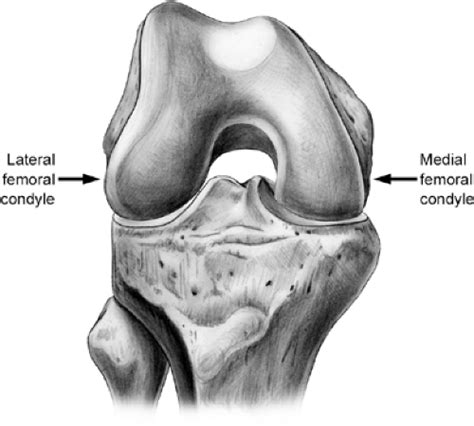 basic science   knee musculoskeletal key