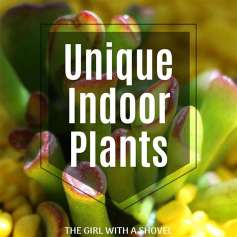 9 Unique Indoor Plants for your Collection - The Girl with a Shovel