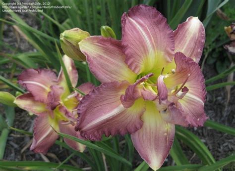 PlantFiles Pictures: Daylily 'Almost Indecent' (Hemerocallis) by ...