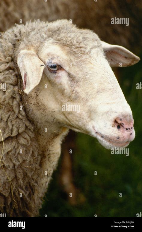 Italy animal hi-res stock photography and images - Alamy