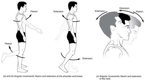 Anatomical Movements of the Human Body | Geeky Medics