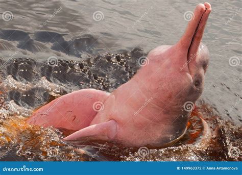 Boto Amazon River Dolphin. Amazon River, Amazonas, Brazil Stock Photo ...